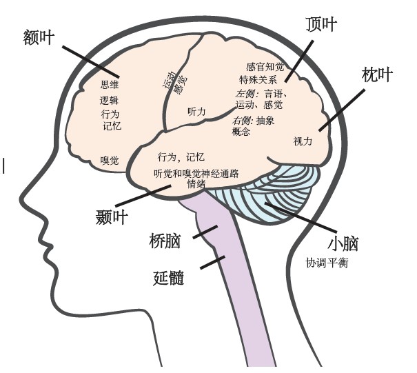 脑肿瘤本身或者脑肿瘤的治疗影响大脑功能后,常见的症状包括